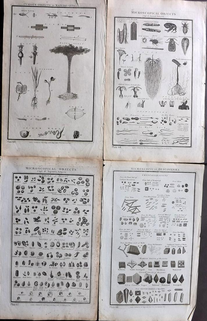 Howard, George 1796 Lot of 4 Prints Microscopic Objects (1 of 2)