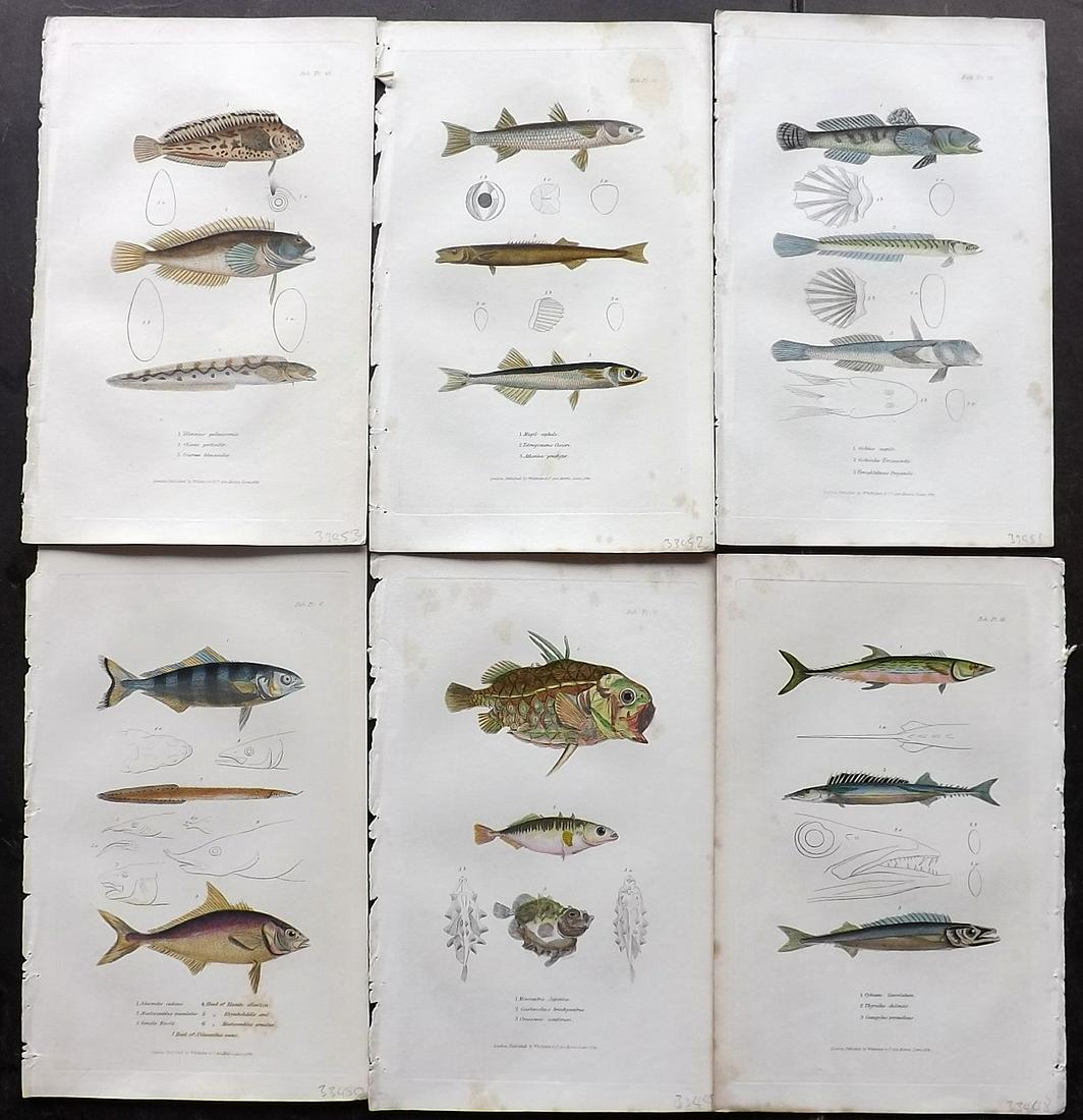 Cuvier, Baron C1830 Lot of 6 Hand Col Fish Prints (1 of 2)