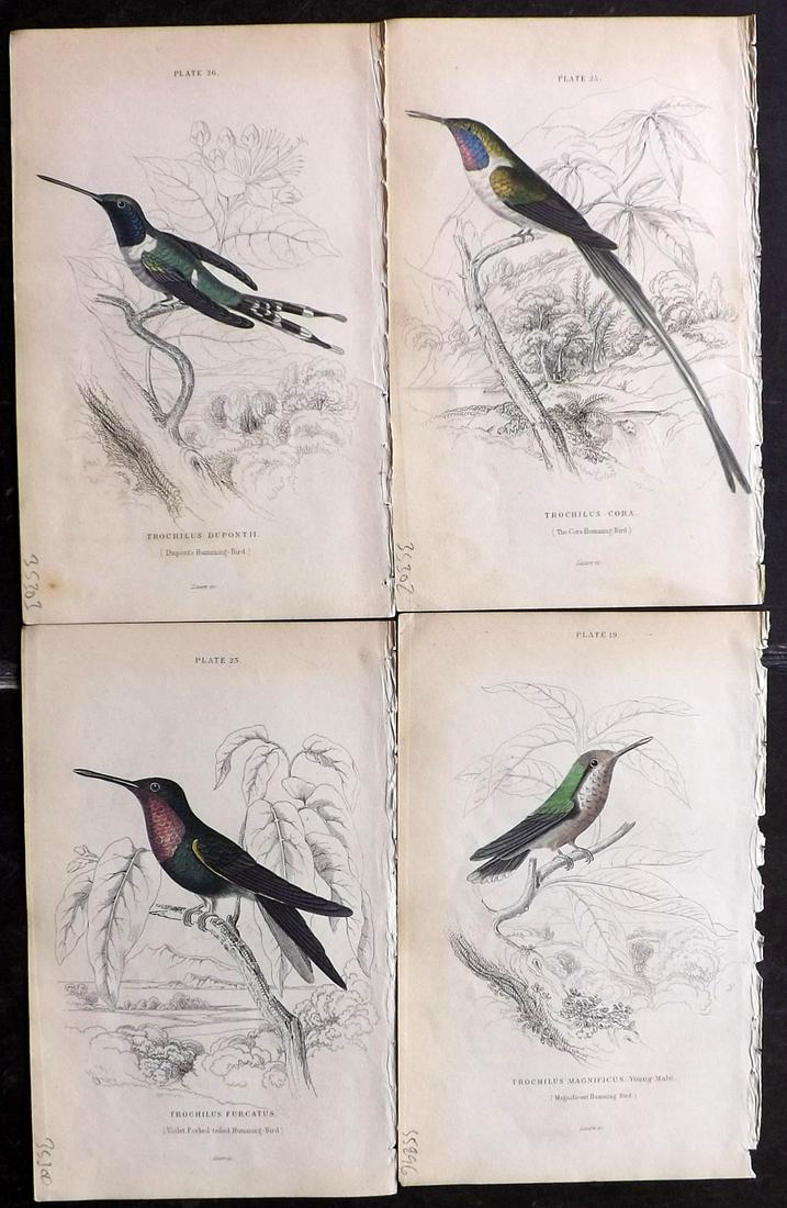 Jardine, William C1840 Lot of 4 HC Hummingbird Prints (1 of 2)