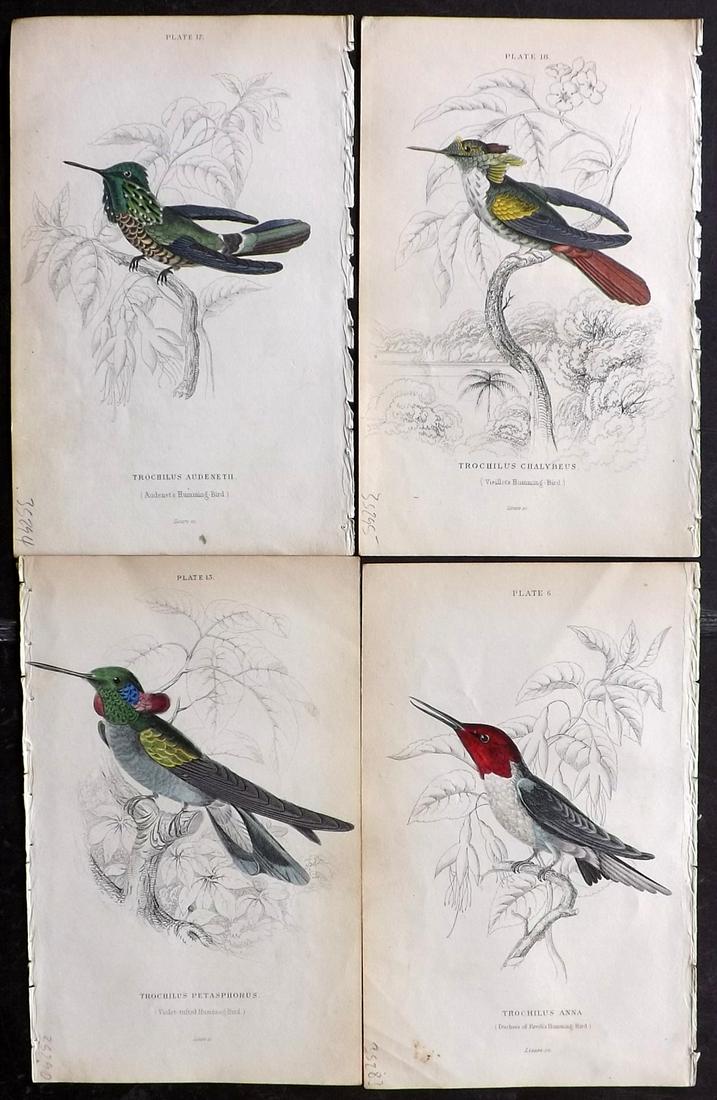 Jardine, William C1840 Lot of 4 HC Hummingbird Prints (1 of 2)