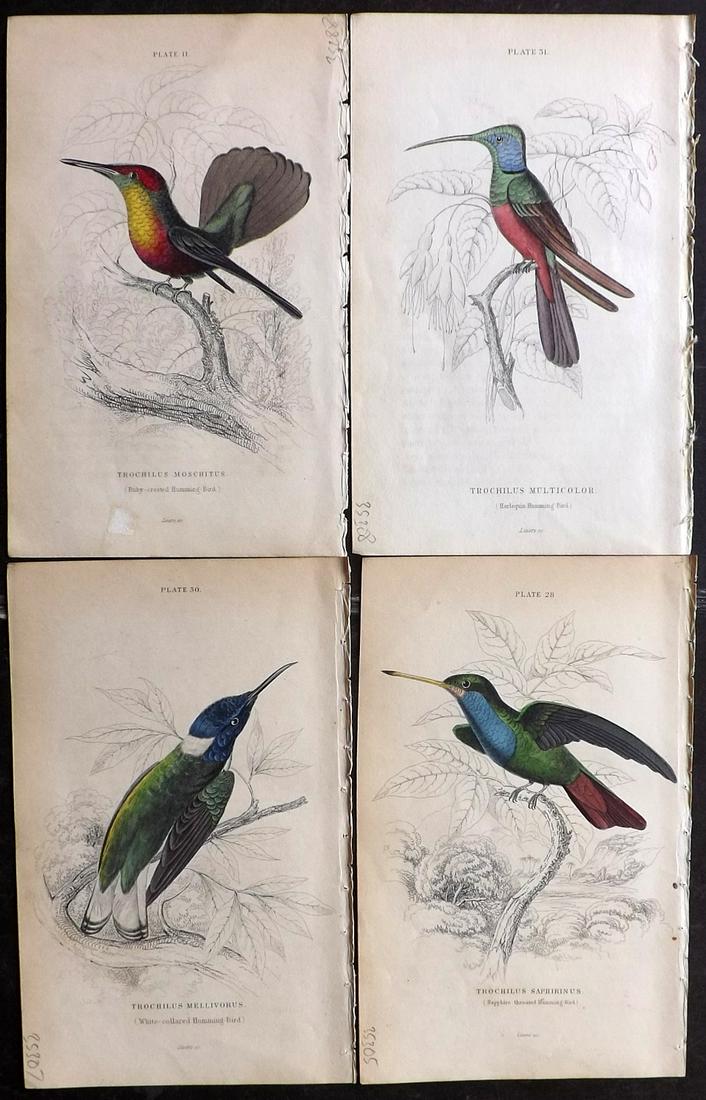 Jardine, William C1840 Lot of 4 HC Hummingbird Prints (1 of 2)