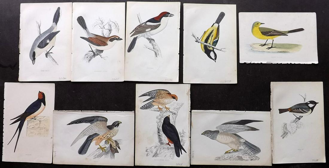 Morris, Francis 1867 Lot of 10 Hand Col Bird Prints: Woodblocks Published 1863-67, London for "A History of British Birds" by the Rev. Franis Orpen Morris. Printed in colours and finished by Benjamin Fawcett. Paper Size: 7 x 5 inch (18 x 13cm) Minor bac
