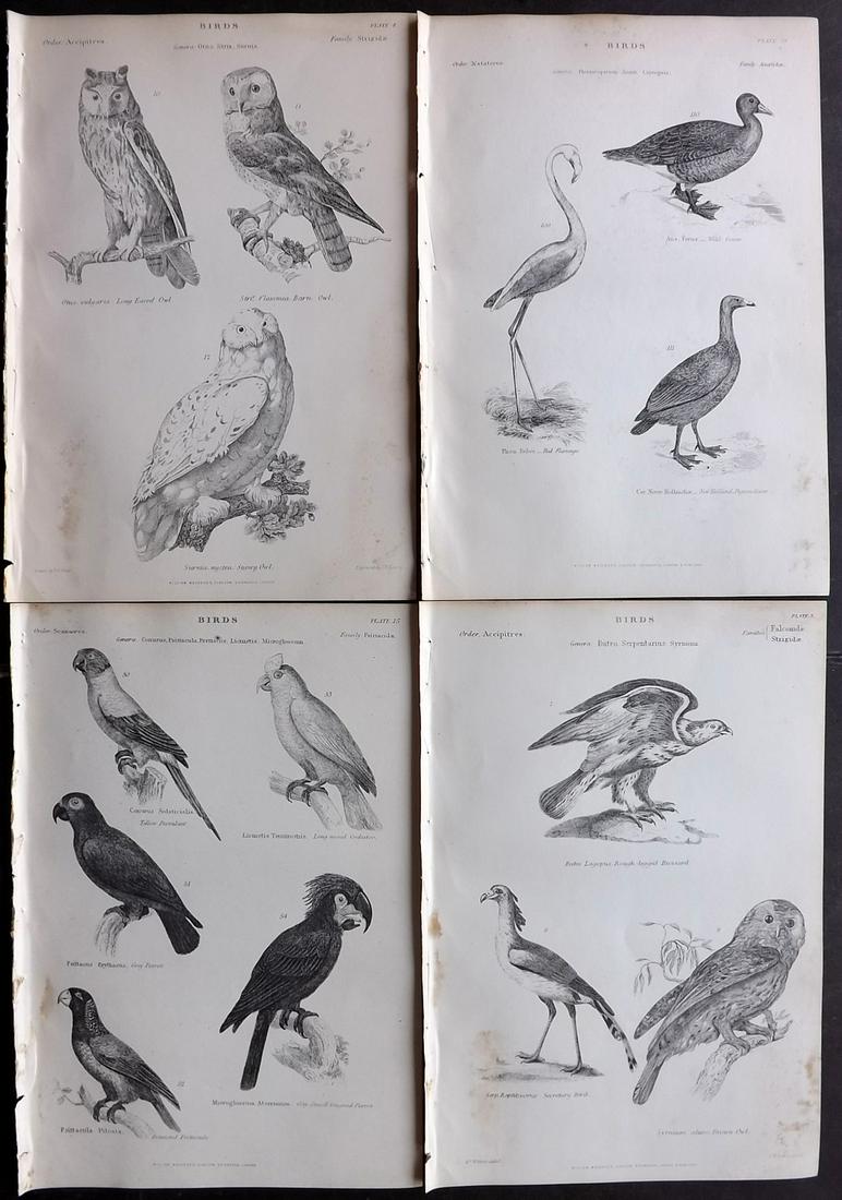 Richardson, John 1862 Lot 4 Birds. Owl Parrot Flamingo (1 of 2)
