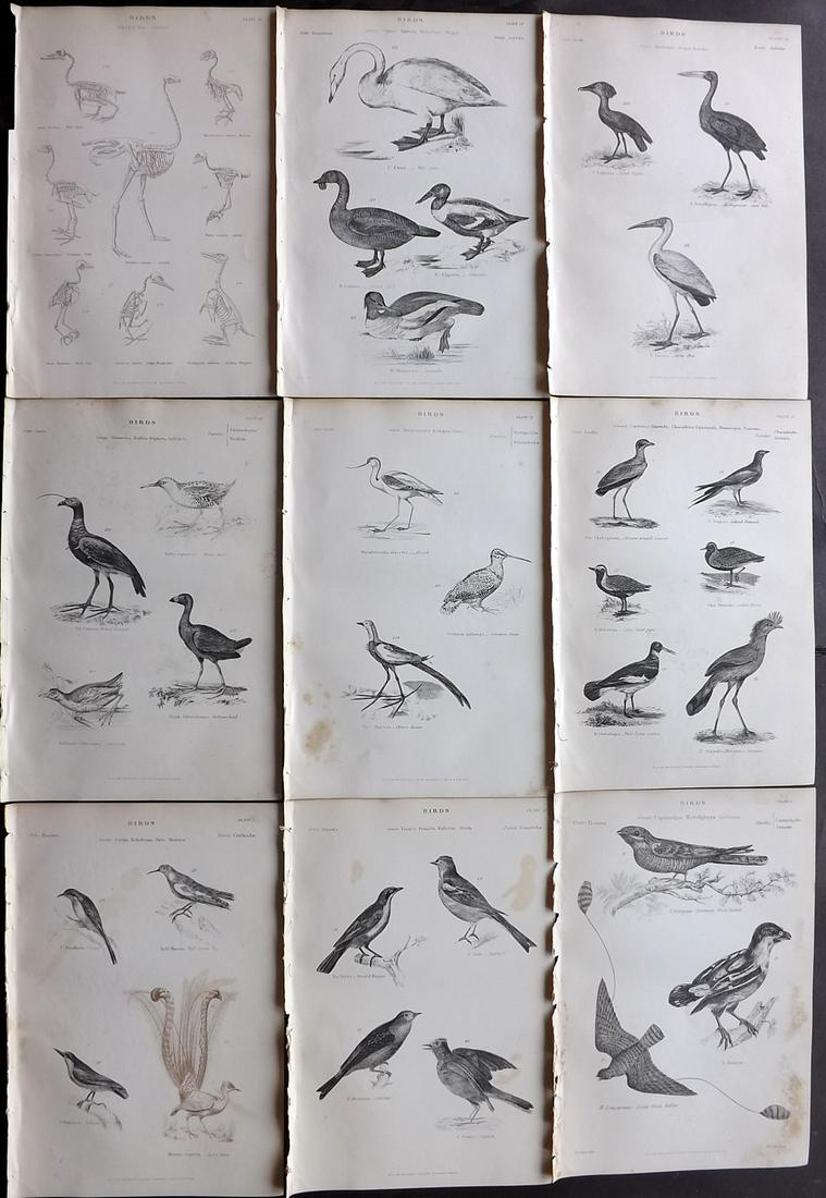 Richardson, John 1862 Lot of 9 Bird Prints: Steel Engravings/Etchings Published 1859-62 by William Mackenzie, Edinburgh & London for "The Museum of Natural History" by John Richardson. Paper Size: 10.5 x 7 inch (27 x 18cm) Minor toning in parts