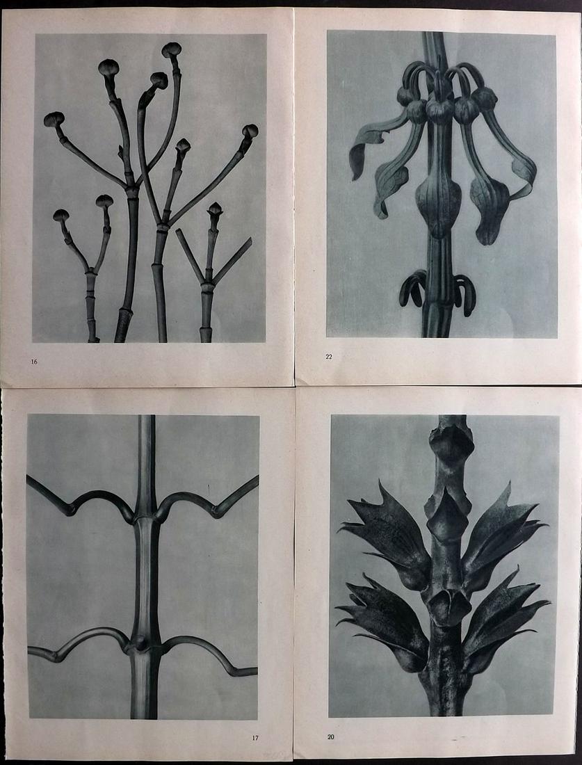 Blossfeldt, Karl 1948 Lot of 4 Botanical Prints: Photogravures Published 1948, Berlin for "Urformen der Kunst" by Karl Blossfeldt. Printed both sides, with no show through. Paper Size: 12.5 x 9.5 inch (32 x 24cm) Good Condition
