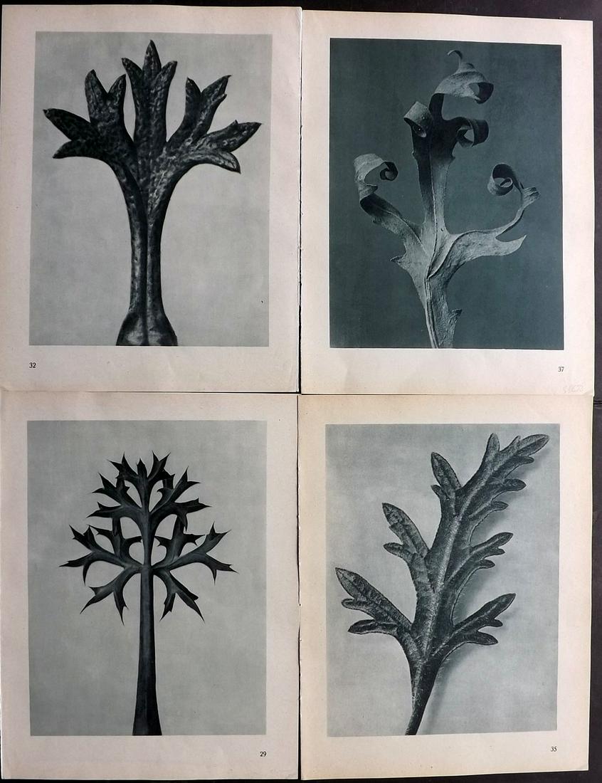 Blossfeldt, Karl 1948 Lot of 4 Botanical Prints: Photogravures Published 1948, Berlin for "Urformen der Kunst" by Karl Blossfeldt. Printed both sides, with no show through. Paper Size: 12.5 x 9.5 inch (32 x 24cm) Good Condition