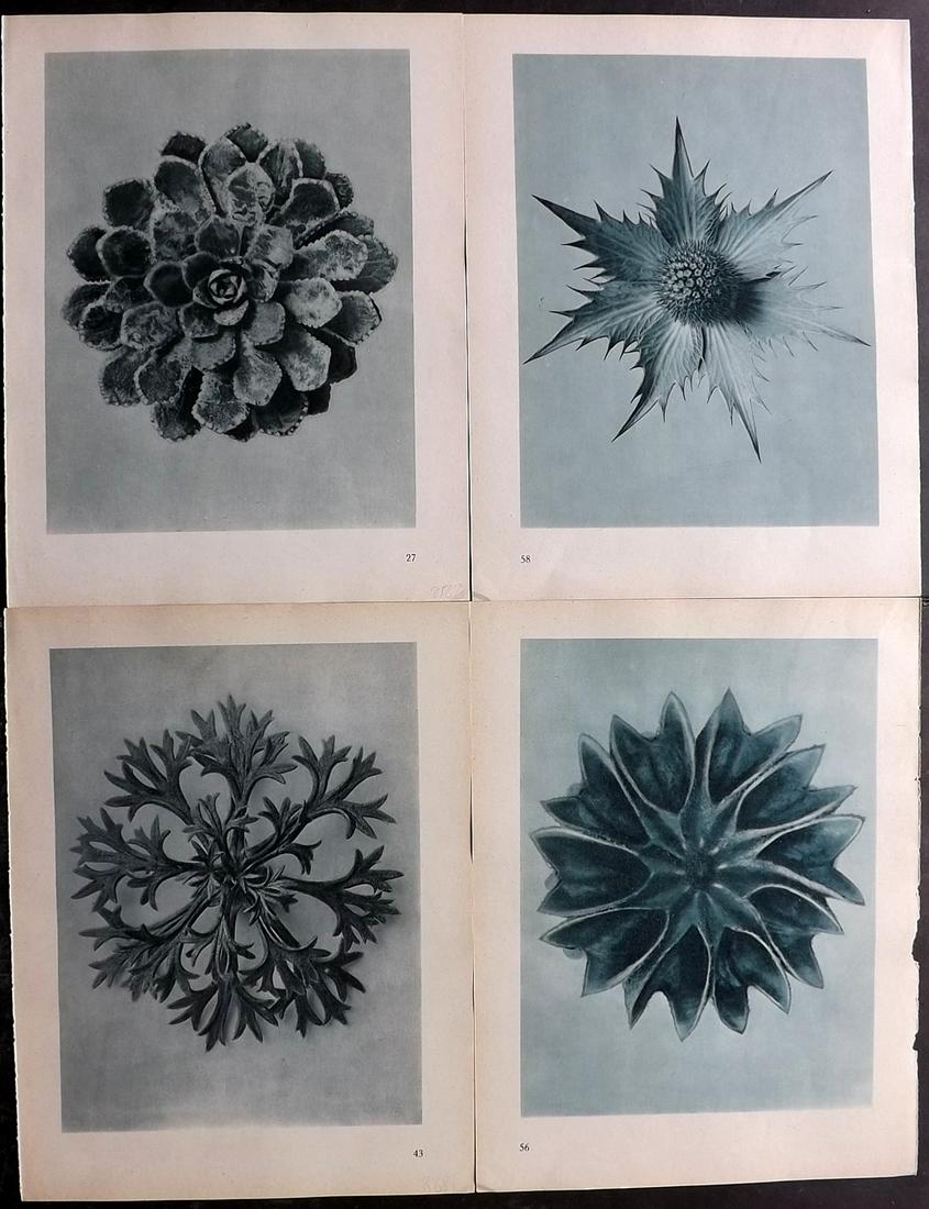 Blossfeldt, Karl 1948 Lot of 4 Botanical Prints: Photogravures Published 1948, Berlin for "Urformen der Kunst" by Karl Blossfeldt. Printed both sides, with no show through. Paper Size: 12.5 x 9.5 inch (32 x 24cm) Good Condition