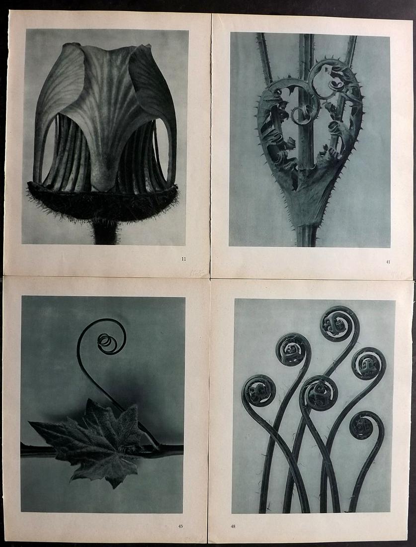 Blossfeldt, Karl 1948 Lot of 4 Botanical Prints: Photogravures Published 1948, Berlin for "Urformen der Kunst" by Karl Blossfeldt. Printed both sides, with no show through. Paper Size: 12.5 x 9.5 inch (32 x 24cm) Good Condition