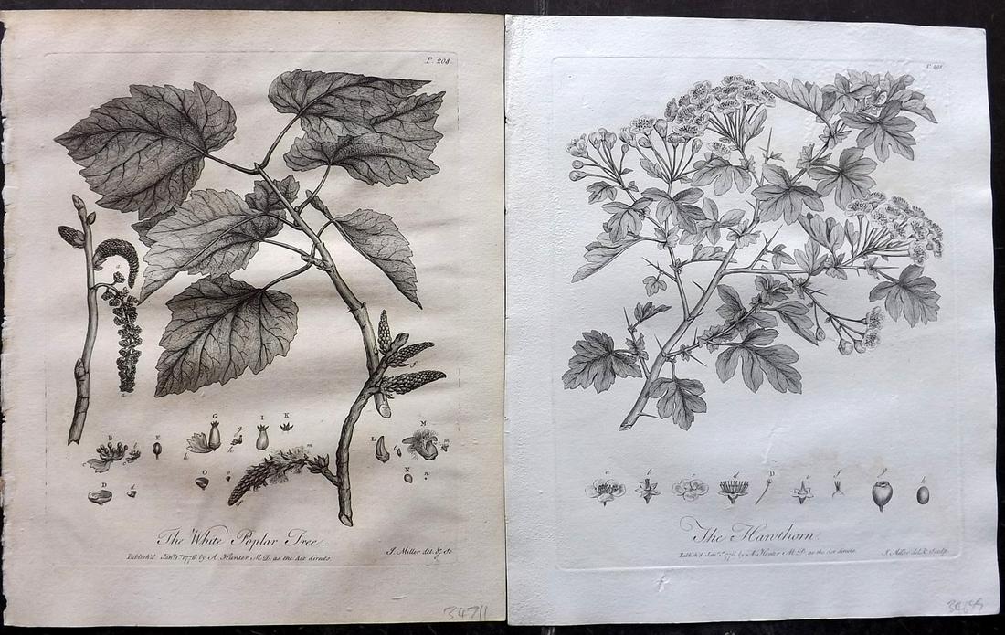 Evelyn, John 1786 Pair of Botanical Prints. Trees (1 of 2)
