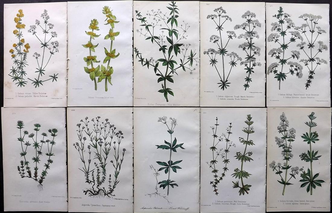 Hogg & Johnson C1870 Lot of 10 HCol Botanical Prints: Hand Coloured Lithographs Published 1863-1880, London for "The Wild Flowers of Great Britain" by Robert Hogg & George W. Johnson. Paper Size: 9 x 5.5 inch (23 x 14cm) Good Condition