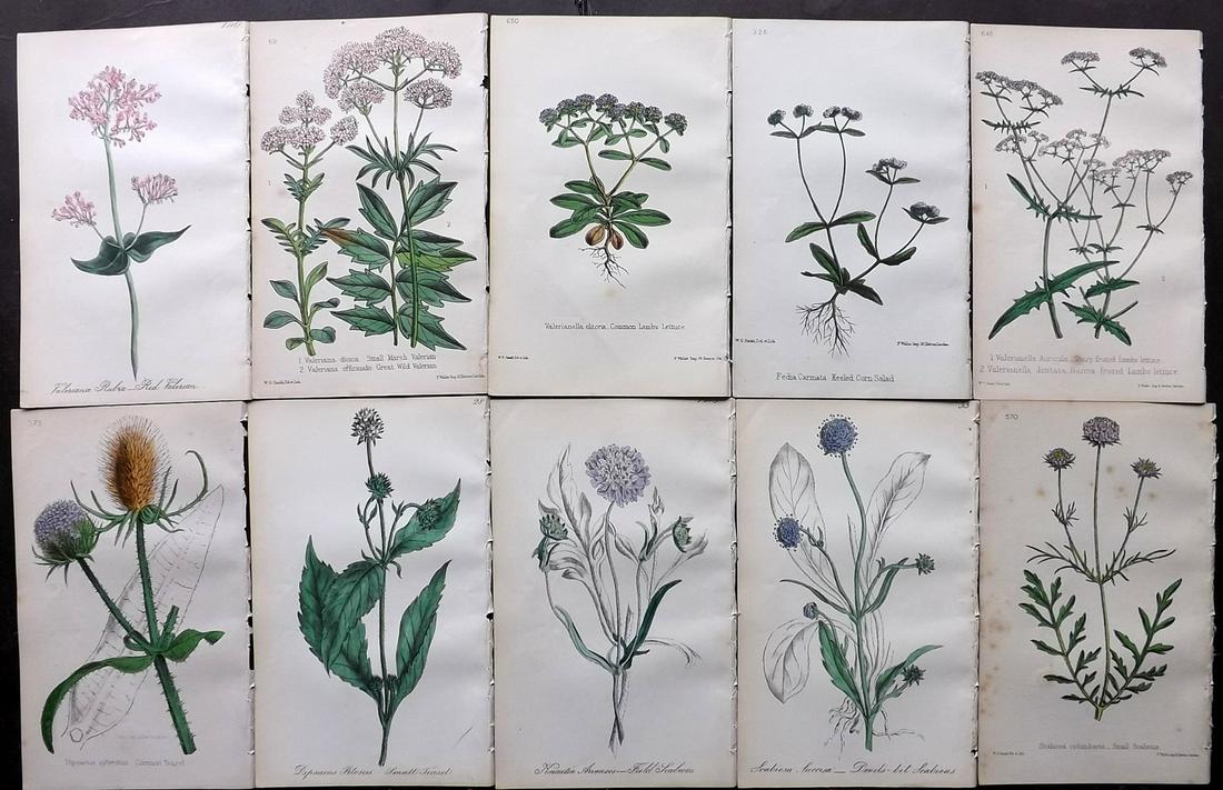 Hogg & Johnson C1870 Lot of 10 HCol Botanical Prints: Hand Coloured Lithographs Published 1863-1880, London for "The Wild Flowers of Great Britain" by Robert Hogg & George W. Johnson. Paper Size: 9 x 5.5 inch (23 x 14cm) Good Condition
