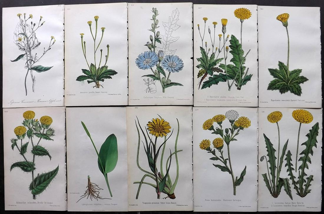 Hogg & Johnson C1870 Lot of 10 HCol Botanical Prints: Hand Coloured Lithographs Published 1863-1880, London for "The Wild Flowers of Great Britain" by Robert Hogg & George W. Johnson. Paper Size: 9 x 5.5 inch (23 x 14cm) Good Condition