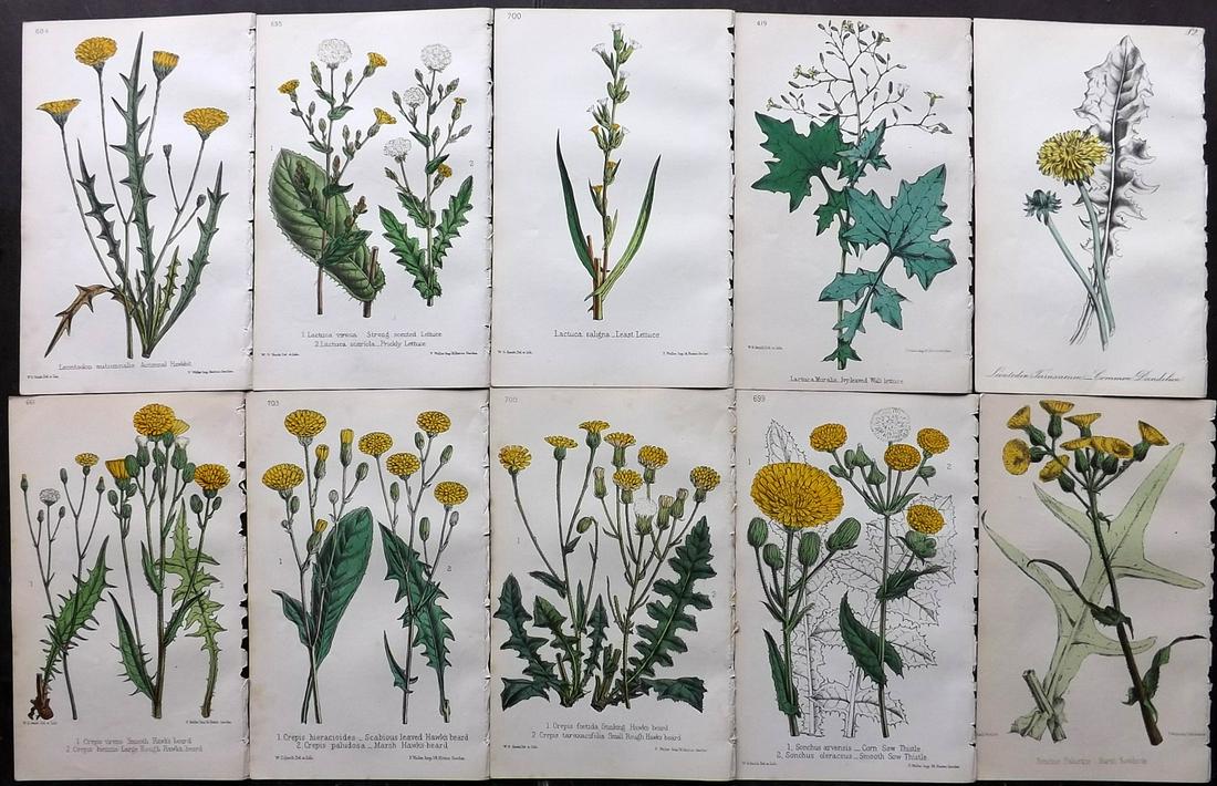 Hogg & Johnson C1870 Lot of 10 HCol Botanical Prints: Hand Coloured Lithographs Published 1863-1880, London for "The Wild Flowers of Great Britain" by Robert Hogg & George W. Johnson. Paper Size: 9 x 5.5 inch (23 x 14cm) Good Condition