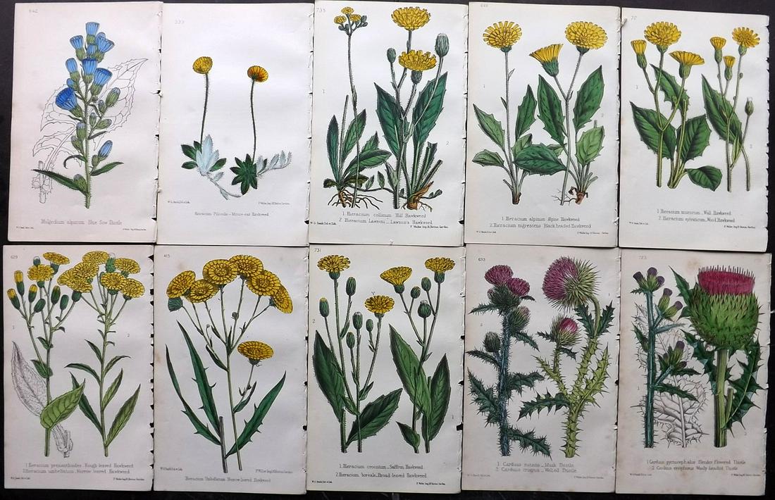 Hogg & Johnson C1870 Lot of 10 HCol Botanical Prints: Hand Coloured Lithographs Published 1863-1880, London for "The Wild Flowers of Great Britain" by Robert Hogg & George W. Johnson. Paper Size: 9 x 5.5 inch (23 x 14cm) Good Condition