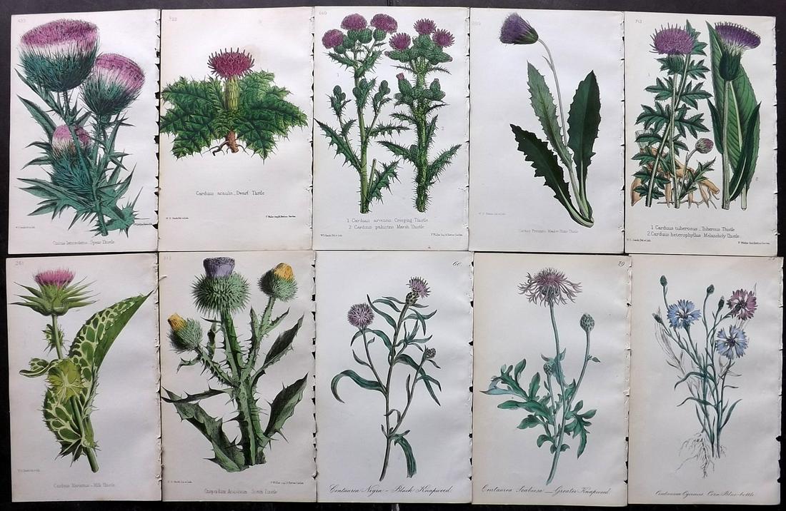 Hogg & Johnson C1870 Lot of 10 HCol Botanical Prints: Hand Coloured Lithographs Published 1863-1880, London for "The Wild Flowers of Great Britain" by Robert Hogg & George W. Johnson. Paper Size: 9 x 5.5 inch (23 x 14cm) Good Condition