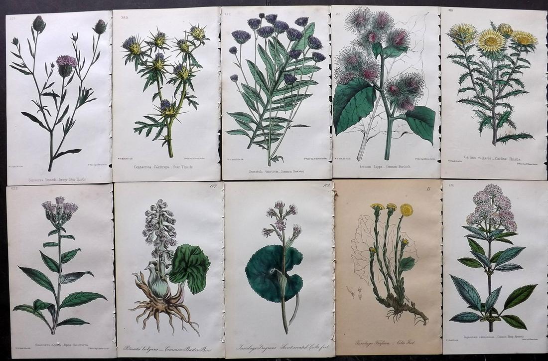 Hogg & Johnson C1870 Lot of 10 HCol Botanical Prints: Hand Coloured Lithographs Published 1863-1880, London for "The Wild Flowers of Great Britain" by Robert Hogg & George W. Johnson. Paper Size: 9 x 5.5 inch (23 x 14cm) Good Condition