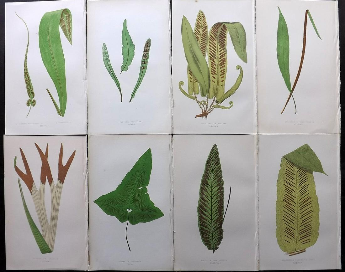 Lowe, Edward 1856 Lot of 8 Antique Fern Prints: Woodblocks Published 1856-60 by Groombridge and Sons, London for "Ferns: British and Exotic" by Edward Lowe. Illustrated by A.F. Lydon. Printed by Benjamin Fawcett. Paper Size: 10 x 6 inch (25 x 15cm)