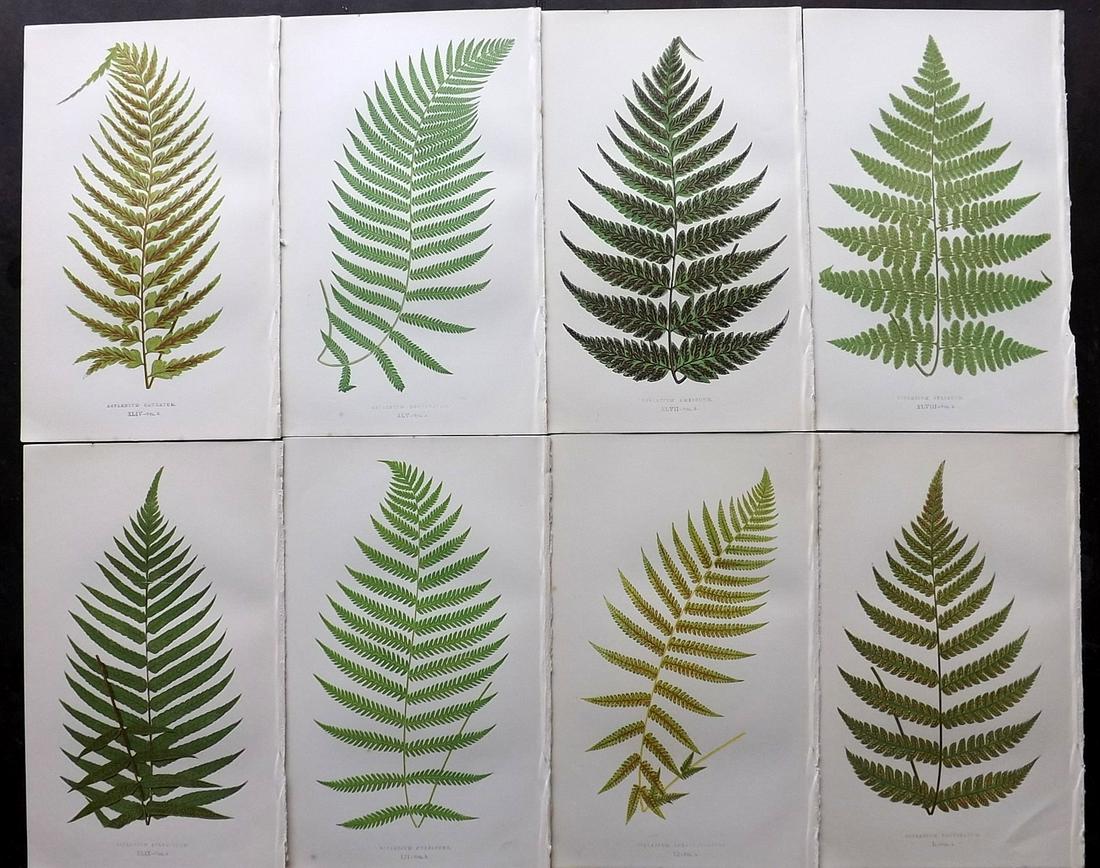 Lowe, Edward 1856 Lot of 8 Antique Fern Prints (1 of 2)