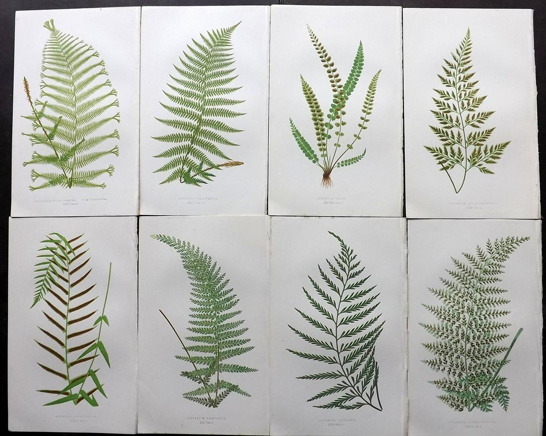 Lowe, Edward 1856 Lot of 8 Antique Fern Prints (1 of 2)