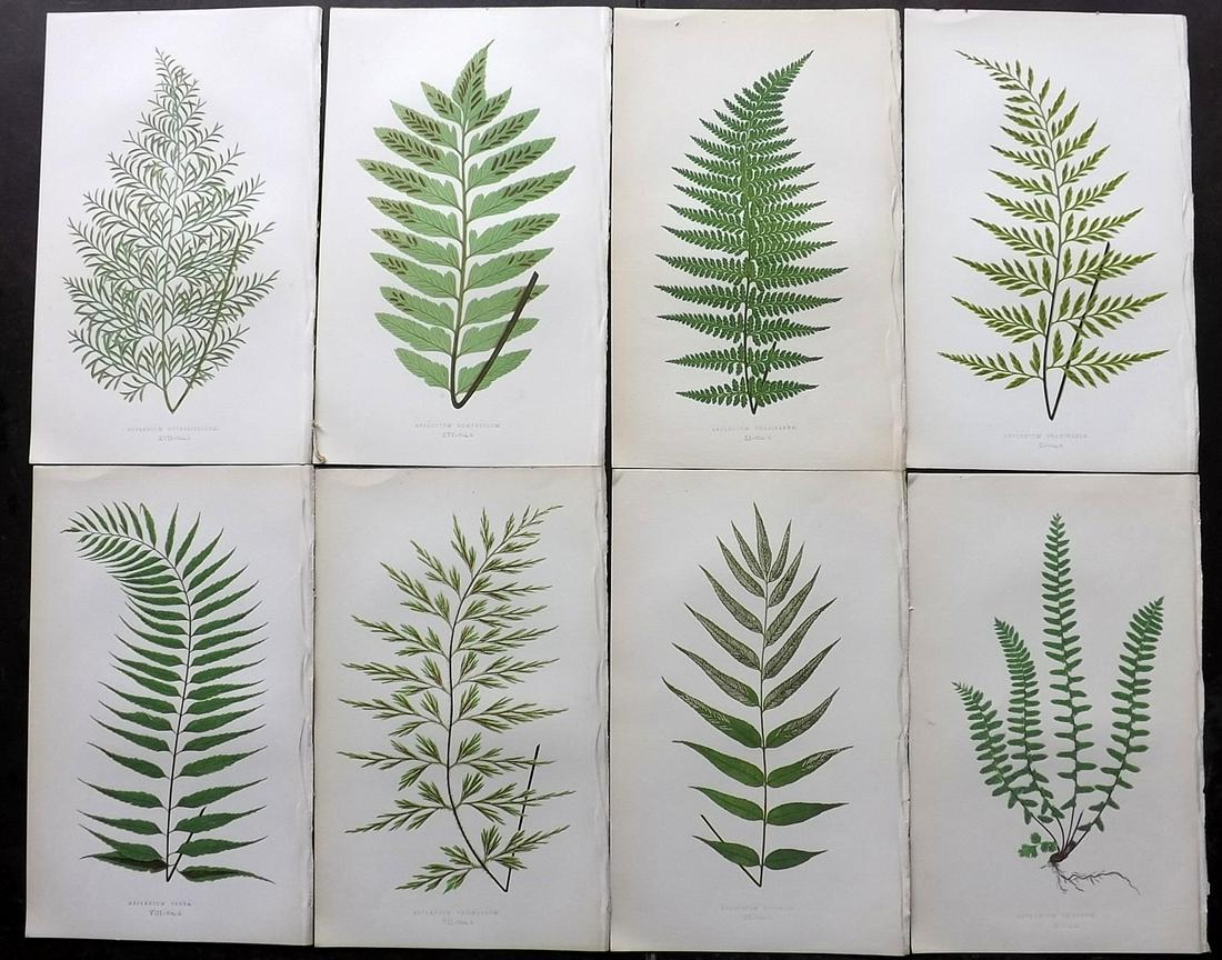 Lowe, Edward 1856 Lot of 8 Antique Fern Prints: Woodblocks Published 1856-60 by Groombridge and Sons, London for "Ferns: British and Exotic" by Edward Lowe. Illustrated by A.F. Lydon. Printed by Benjamin Fawcett. Paper Size: 10 x 6 inch (25 x 15cm)