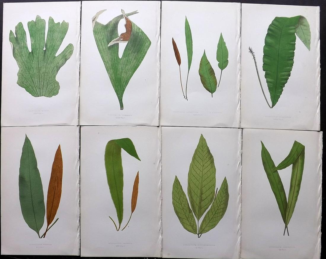 Lowe, Edward 1856 Lot of 8 Antique Fern Prints: Woodblocks Published 1856-60 by Groombridge and Sons, London for "Ferns: British and Exotic" by Edward Lowe. Illustrated by A.F. Lydon. Printed by Benjamin Fawcett. Paper Size: 10 x 6 inch (25 x 15cm)
