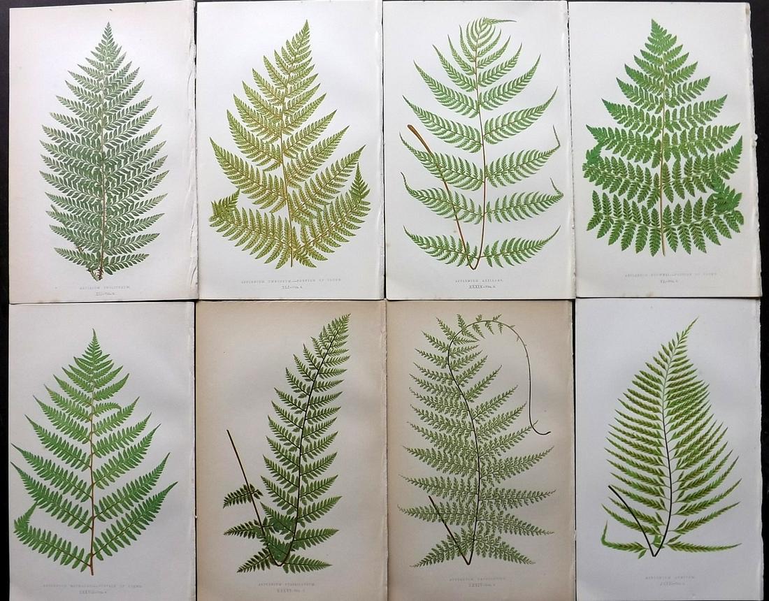 Lowe, Edward 1856 Lot of 8 Antique Fern Prints: Woodblocks Published 1856-60 by Groombridge and Sons, London for "Ferns: British and Exotic" by Edward Lowe. Illustrated by A.F. Lydon. Printed by Benjamin Fawcett. Paper Size: 10 x 6 inch (25 x 15cm)