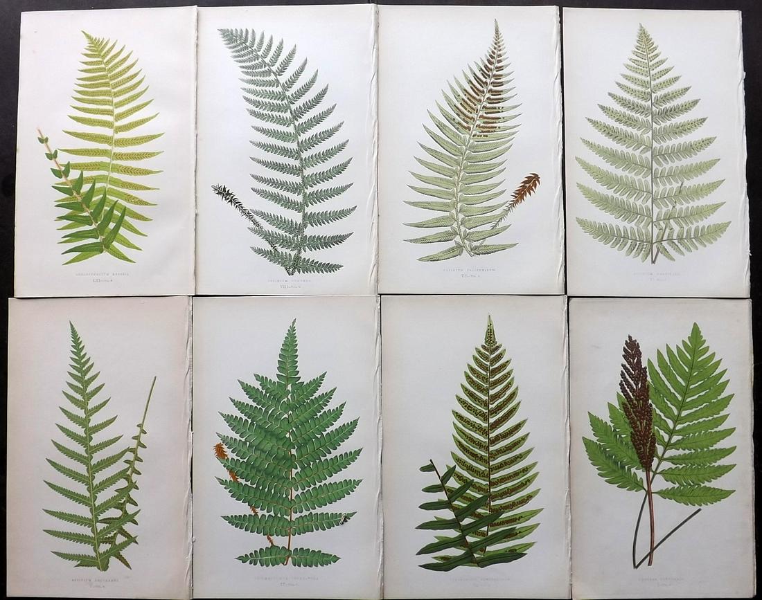 Lowe, Edward 1856 Lot of 8 Antique Fern Prints: Woodblocks Published 1856-60 by Groombridge and Sons, London for "Ferns: British and Exotic" by Edward Lowe. Illustrated by A.F. Lydon. Printed by Benjamin Fawcett. Paper Size: 10 x 6 inch (25 x 15cm)