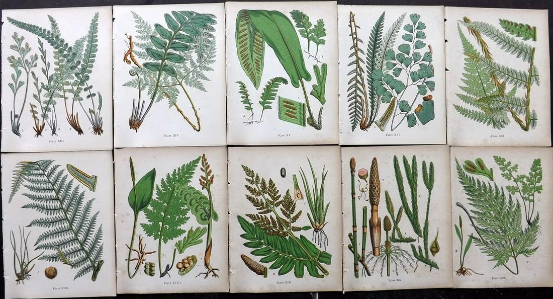 Moore, Thomas C1860 Lot of 10 Antique Fern Prints: Woodblock Published C1860, London for "A Popular History of The British Ferns" by Thomas Moore. Paper Size: 6 x 5 inch (16 x 15cm) Minor background toning in parts, otherwise fine