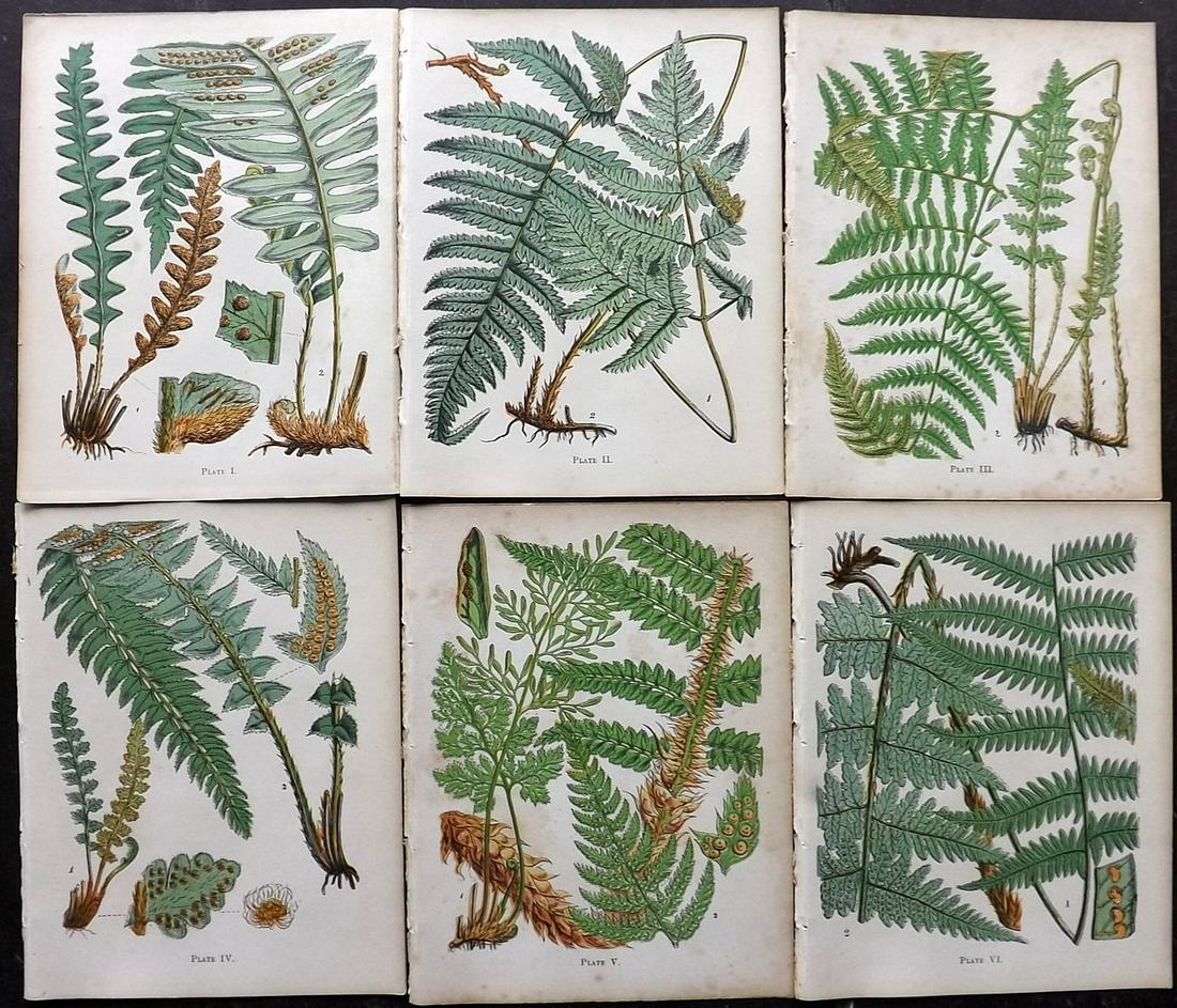 Moore, Thomas C1860 Lot of 6 Antique Fern Prints: Woodblock Published C1860, London for "A Popular History of The British Ferns" by Thomas Moore. Paper Size: 6 x 5 inch (16 x 15cm) Minor background toning in parts, otherwise fine