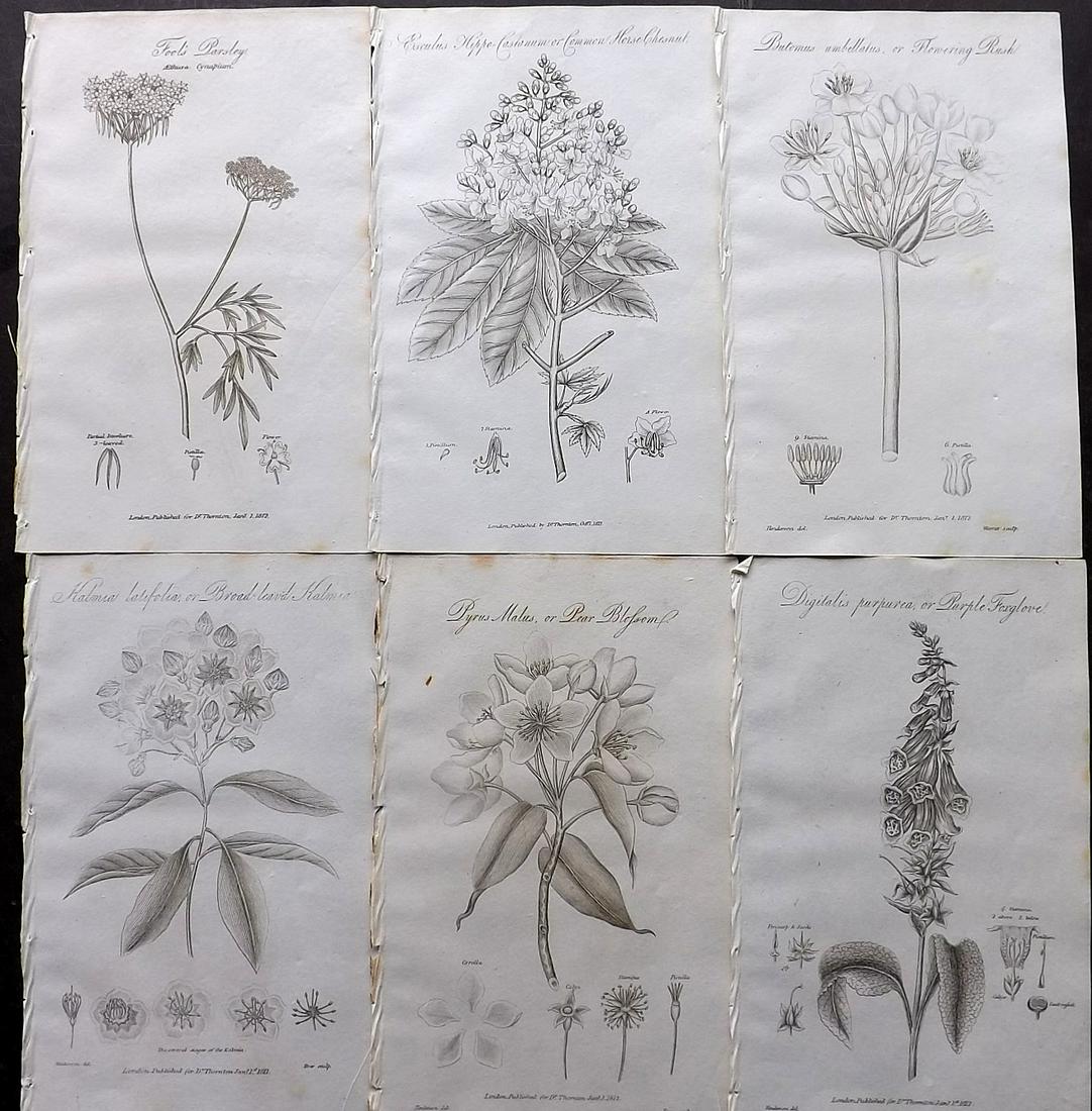 Thornton, Robert 1812 Lot of 6 Botanical Prints: Copper Plates Published 1812, London for "Elements of Botany" by Dr. Robert John Thonton. Paper Size: 9.5. x 6 inch (24 x 15cm) Very minor toning in parts, good condition
