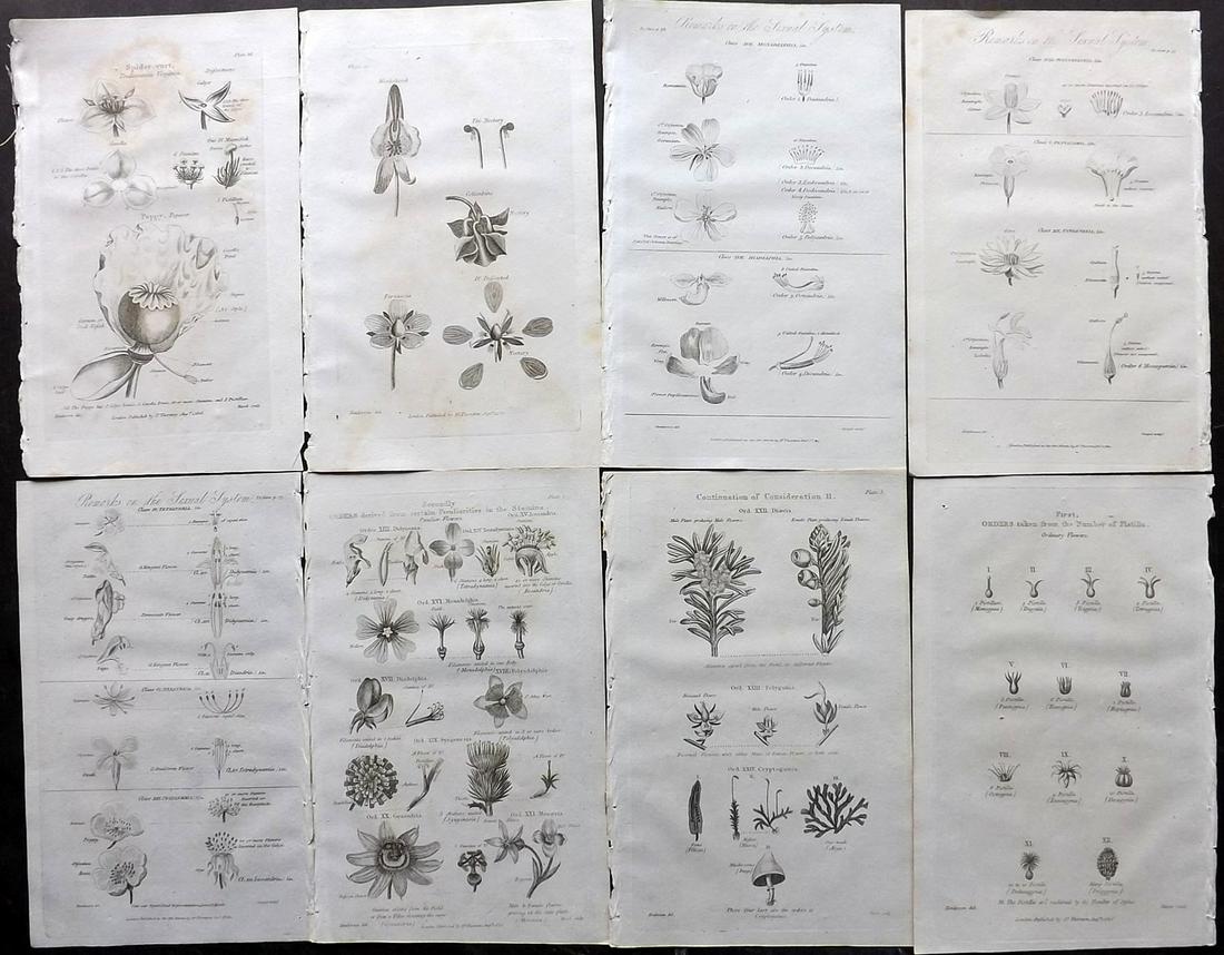 Thornton, Robert 1812 Lot of 8 Botanical Prints: Copper Plates Published 1812, London for "Elements of Botany" by Dr. Robert John Thonton. Paper Size: 9.5. x 6 inch (24 x 15cm) Very minor toning in parts, good condition