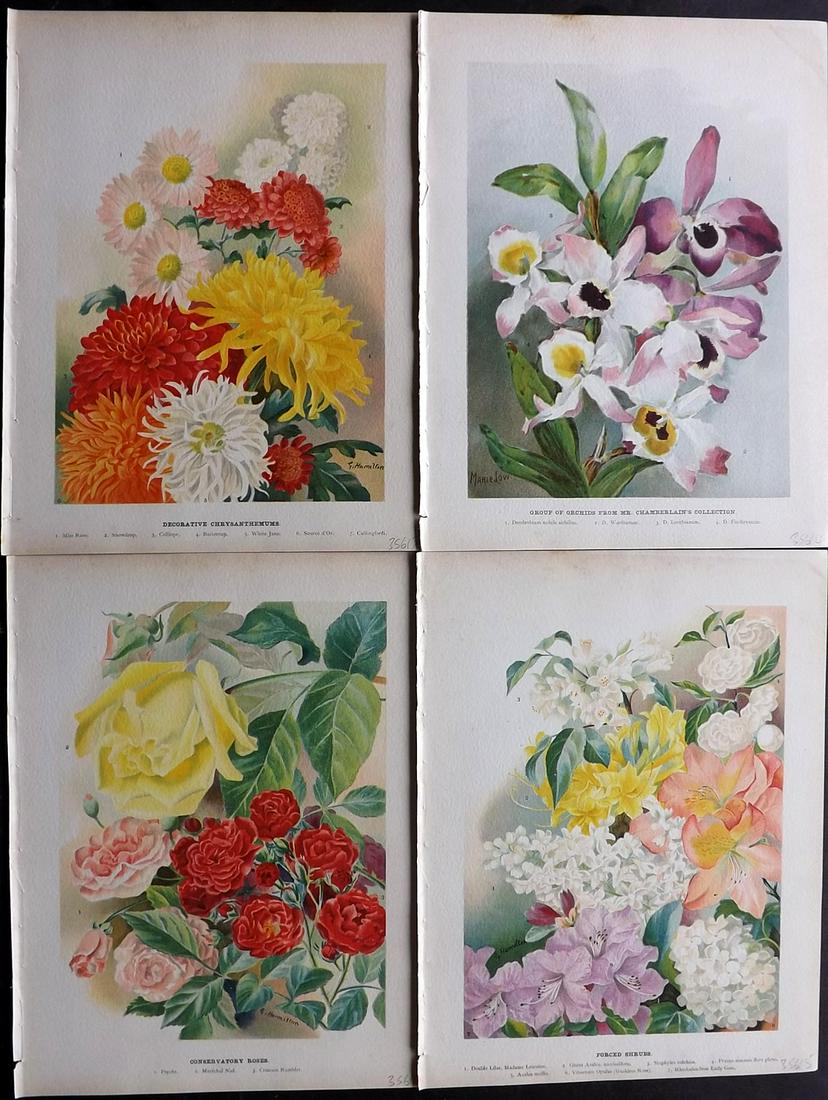 Wright, John 1890's Lot of 4 Botanical Prints: Chromolithographs Published 1896-1901 by Virtue & Co, London for "The Flower Growers Guide" By John Wright. Illustrated by Miss Gertrude Hamilton & Marie Low. Paper Size : 11 x 8 inch (28 x 20cm) Good