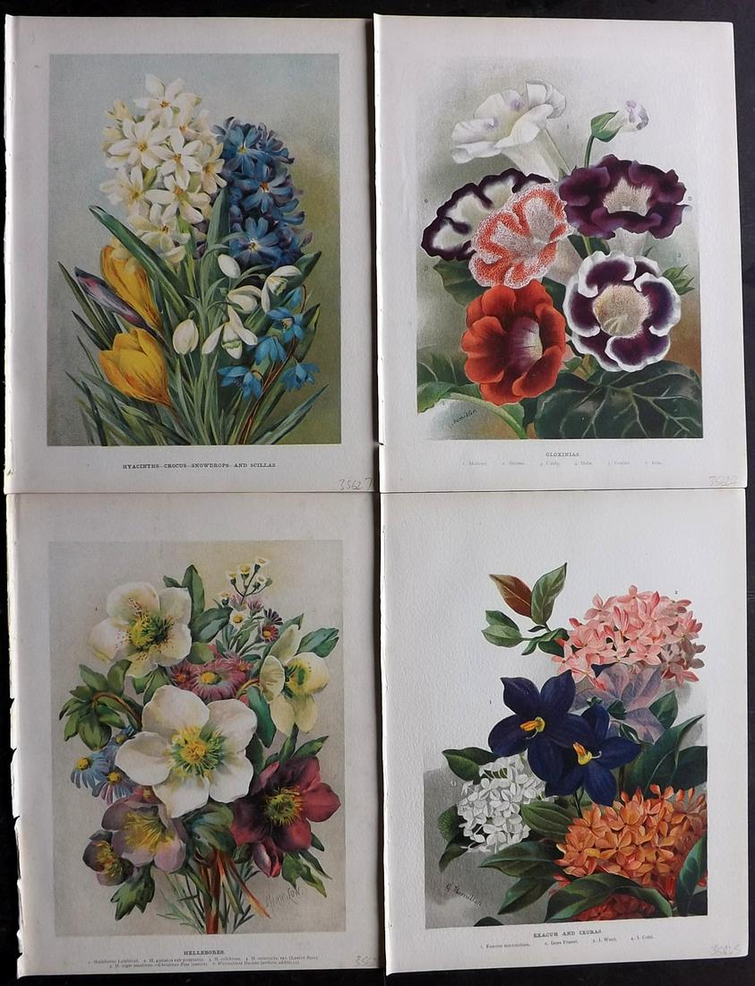 Wright, John 1890's Lot of 4 Botanical Prints: Chromolithographs Published 1896-1901 by Virtue & Co, London for "The Flower Growers Guide" By John Wright. Illustrated by Miss Gertrude Hamilton & Marie Low. Paper Size : 11 x 8 inch (28 x 20cm) Good