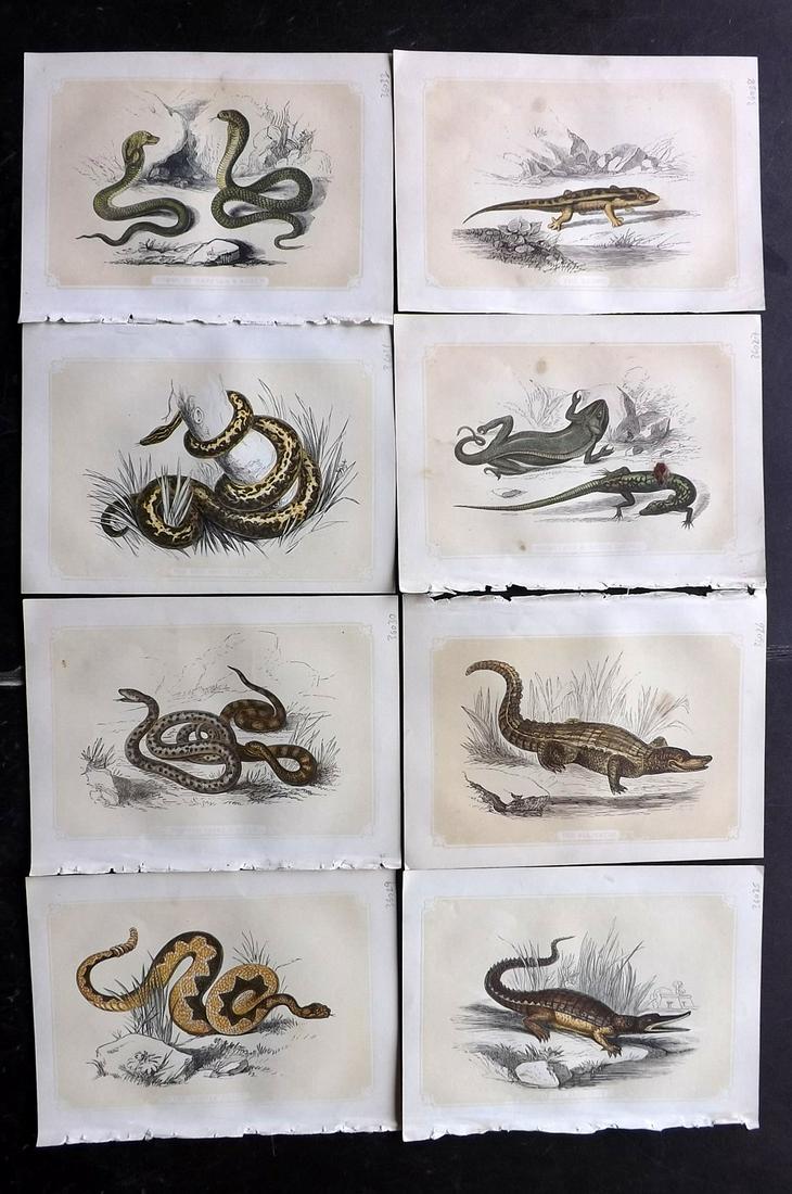 Bicknell, W. I. 1851 Lot of 8 Reptile Prints (1 of 2)