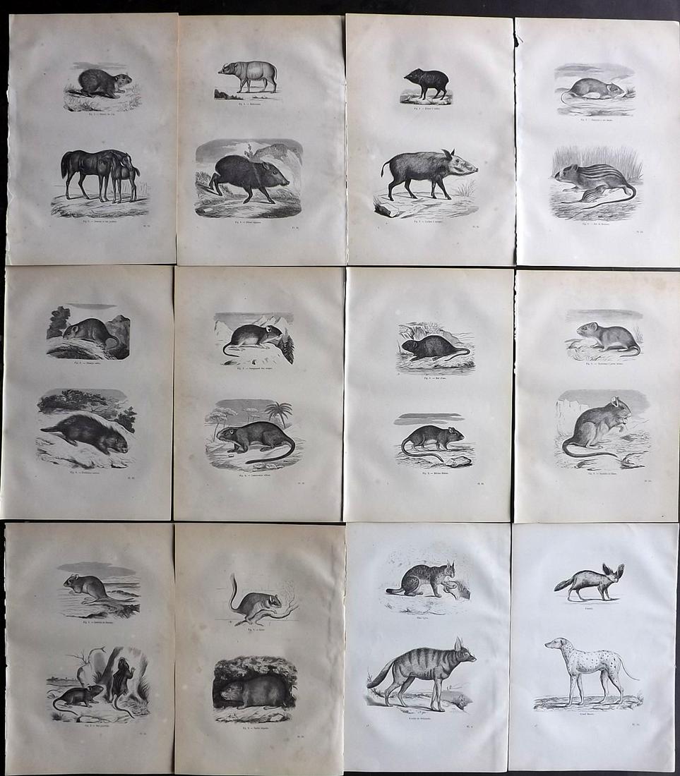 Chenu, Jean 1877 Lot of 12 Natural History Prints: Wood Engravings Published 1877, Paris for "Encyclopedie D'Histoire Naturelle" by Jean Charles Chenu. Reverse side blank. Paper Size: 11 x 7.5 inch (28 x 19cm) Good condition overall