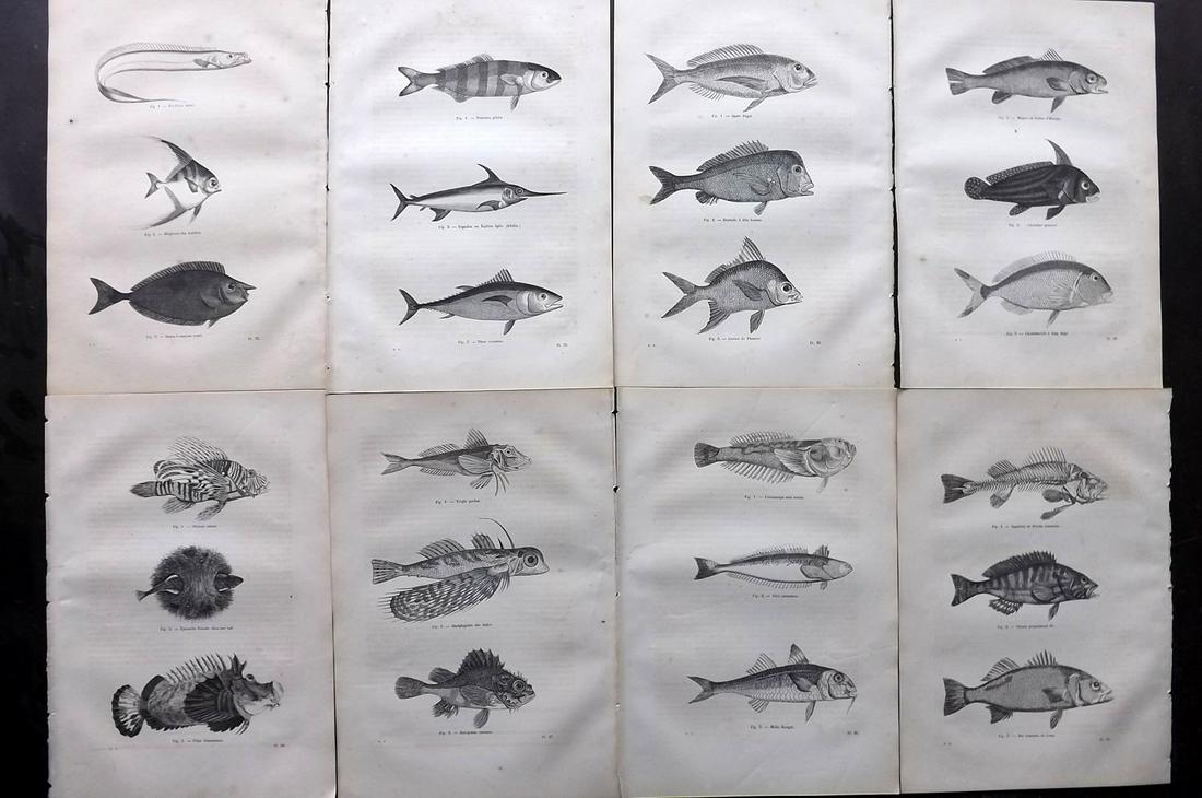 Chenu, Jean 1877 Lot of 8 Antique Fish Prints: Wood Engravings Published 1877, Paris for "Encyclopedie D'Histoire Naturelle" by Jean Charles Chenu. Reverse side blank. Paper Size: 11 x 7.5 inch (28 x 19cm) Minor background toning/offsetting.