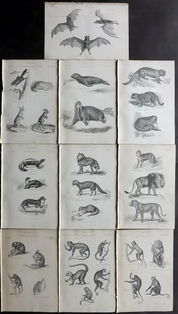 Richardson, John 1862 Lot of 10 Natural History Prints: Steel Engravings/Etchings Published 1859-62 by William Mackenzie, Edinburgh & London for "The Museum of Natural History" by John Richardson. Paper Size: 10.5 x 7 inch (27 x 18cm) Very minor toning in