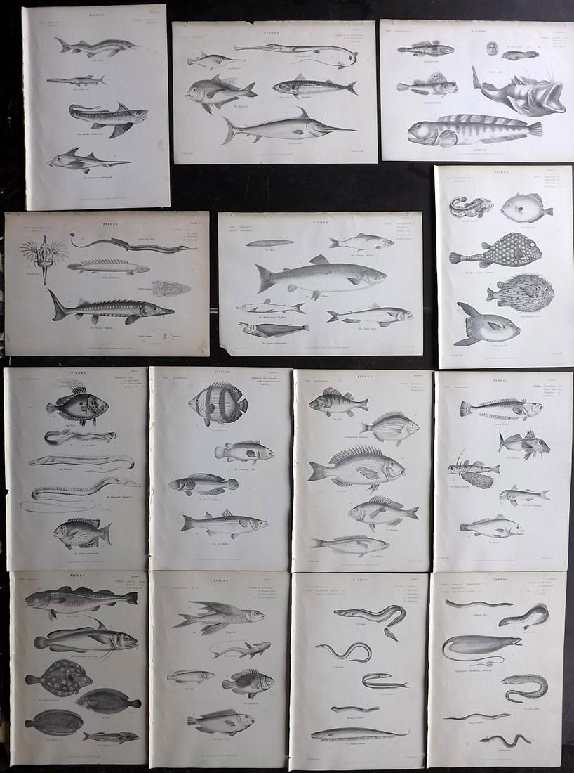 Richardson, John 1862 Lot of 16 Fish Prints: Steel Engravings/Etchings Published 1859-62 by William Mackenzie, Edinburgh & London for "The Museum of Natural History" by John Richardson. Paper Size: 10.5 x 7 inch (27 x 18cm) Very minor toning in