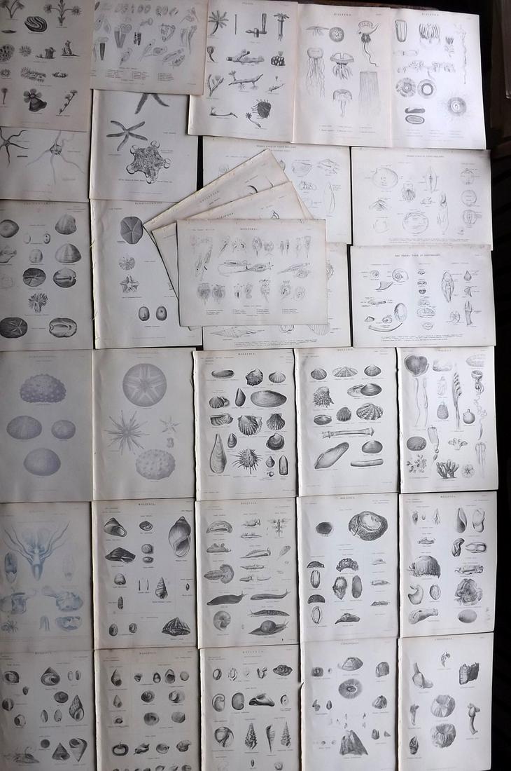 Richardson, John 1862 Lot of 31 Shells & Sea Life (1 of 2)