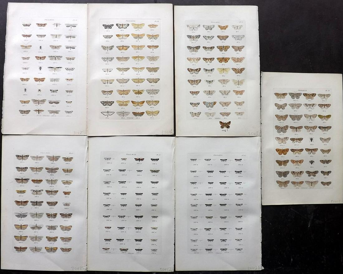 Westwood & Wood 1854 Lot of 7 Hand Col Moth Prints (1 of 2)