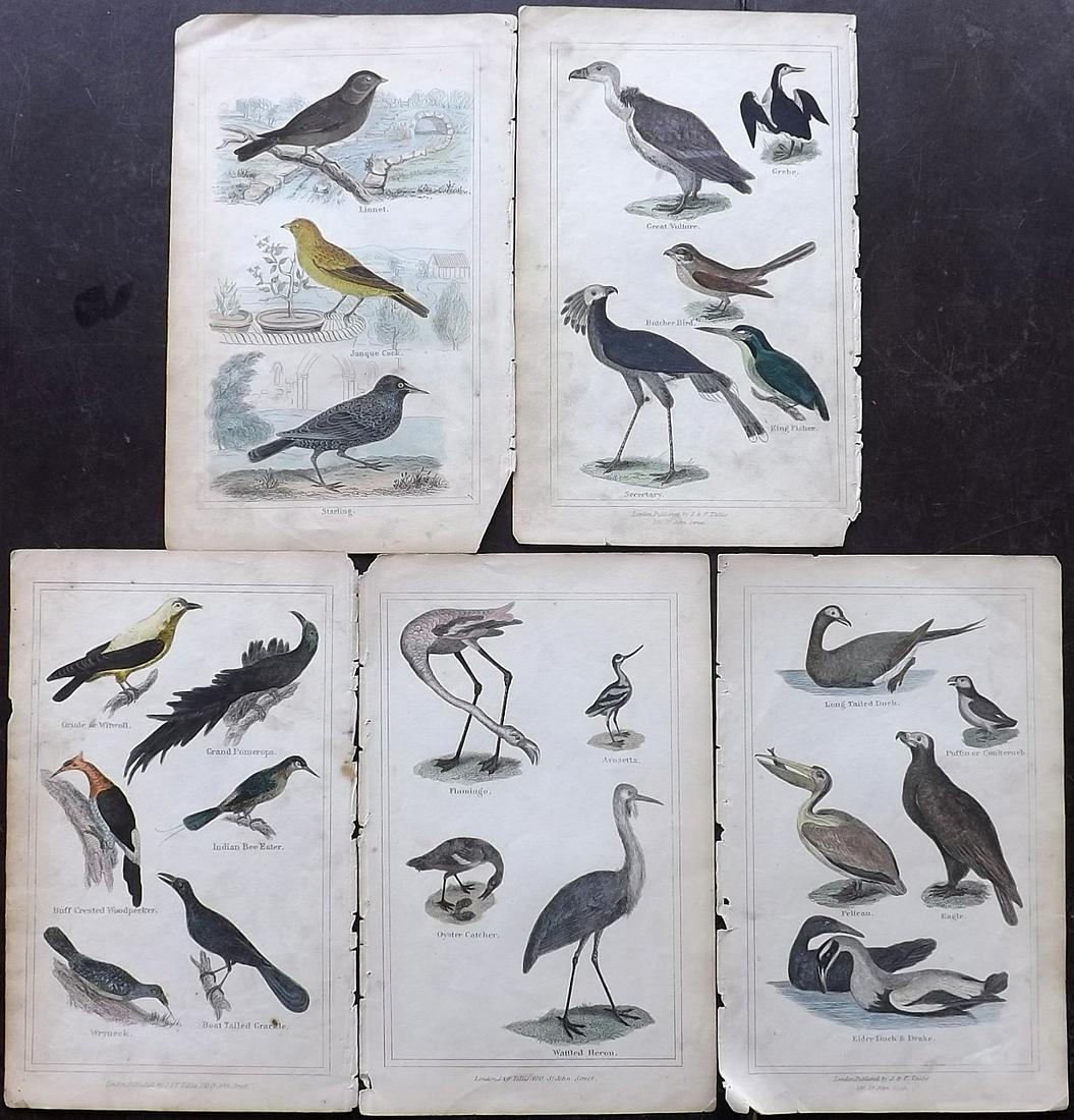 Goldsmith, Oliver C1845 Lot of 5 Hand Col Bird Prints (1 of 2)