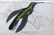 Jardine, William C1840 Lot of 4 HC Hummingbird Prints - 2