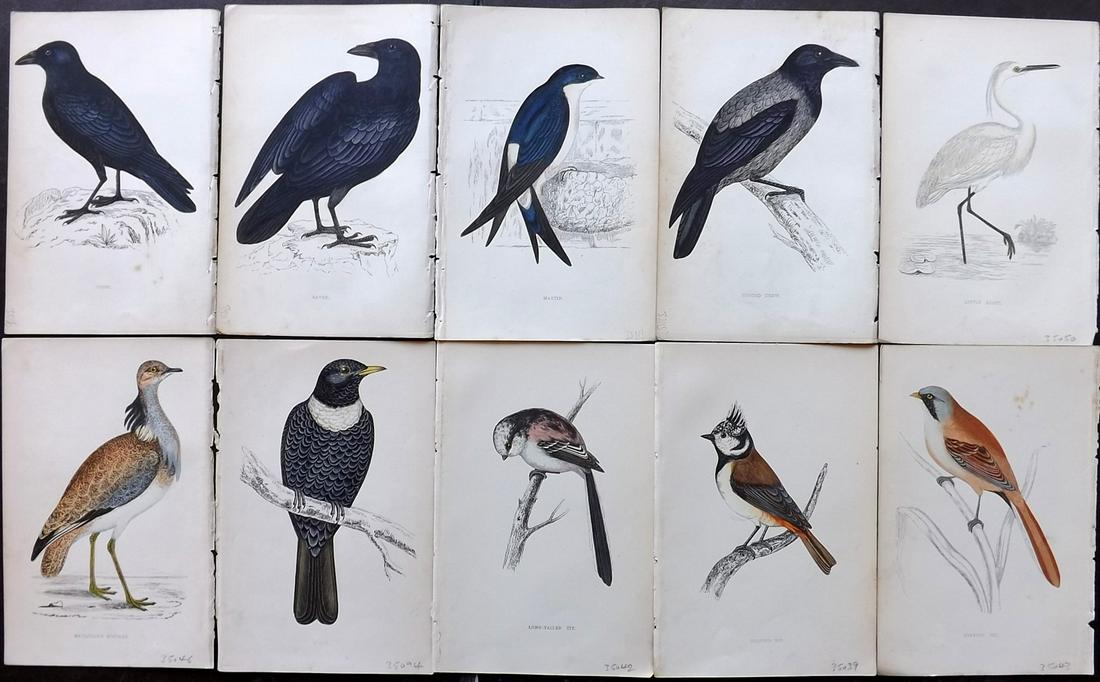 Morris, Francis 1867 Lot of 10 Hand Col Bird Prints: Woodblocks Published 1863-67, London for "A History of British Birds" by the Rev. Franis Orpen Morris. Printed in colours and finished by Benjamin Fawcett. Paper Size: 7 x 5 inch (18 x 13cm) Minor bac