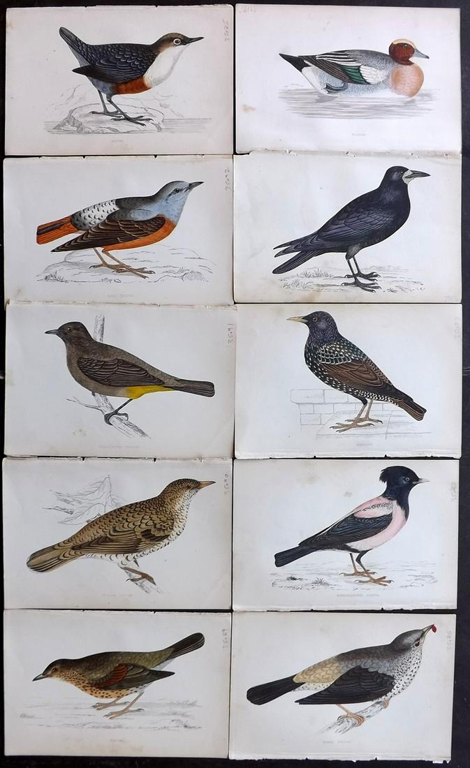 Morris, Francis 1867 Lot of 10 Hand Col Bird Prints: Woodblocks Published 1863-67, London for "A History of British Birds" by the Rev. Franis Orpen Morris. Printed in colours and finished by Benjamin Fawcett. Paper Size: 7 x 5 inch (18 x 13cm) Minor bac
