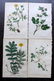 Hogg & Johnson C1870 Lot of 10 HCol Botanical Prints - 2