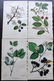 Hogg & Johnson C1870 Lot of 10 HCol Botanical Prints - 2