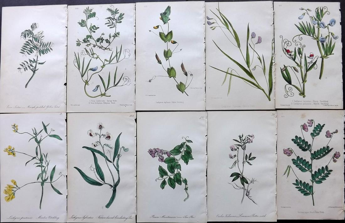 Hogg & Johnson C1870 Lot of 10 HCol Botanical Prints: Hand Coloured Lithographs Published 1863-1880, London for "The Wild Flowers of Great Britain" by Robert Hogg & George W. Johnson. Paper Size: 9 x 5.5 inch (23 x 14cm) Occasional backround tone spots. 