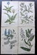 Hogg & Johnson C1870 Lot of 10 HCol Botanical Prints - 2