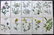 Hogg & Johnson C1870 Lot of 10 HCol Botanical Prints