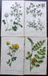 Hogg & Johnson C1870 Lot of 10 HCol Botanical Prints - 2